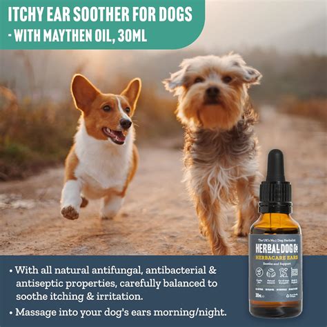 What Helps With Dog's Itchy Ears at Kermit Bourdon blog