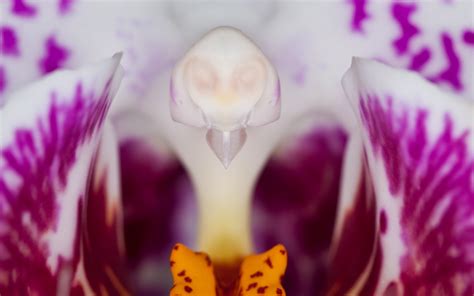 🔥 Free Download Wallpaper Celebrities Models Ines Cudna Photo Gallery