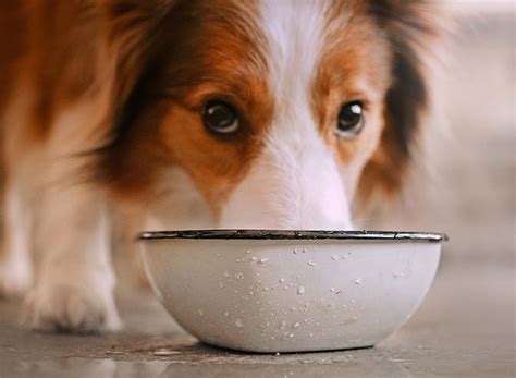 how to get sick dog to drink water