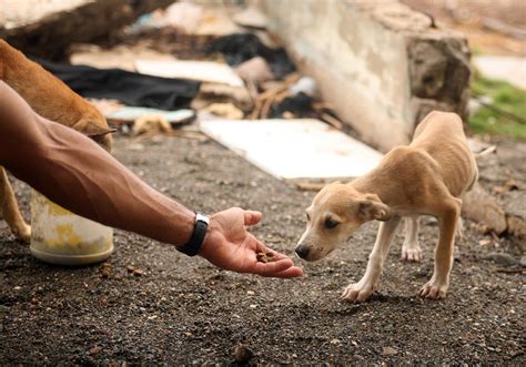 Most animal charities use your money in ways you might not expect 32