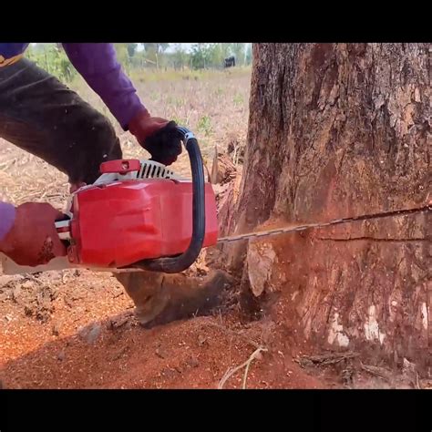 100 year old red ironwood tree cutting | 100 year old red ironwood tree