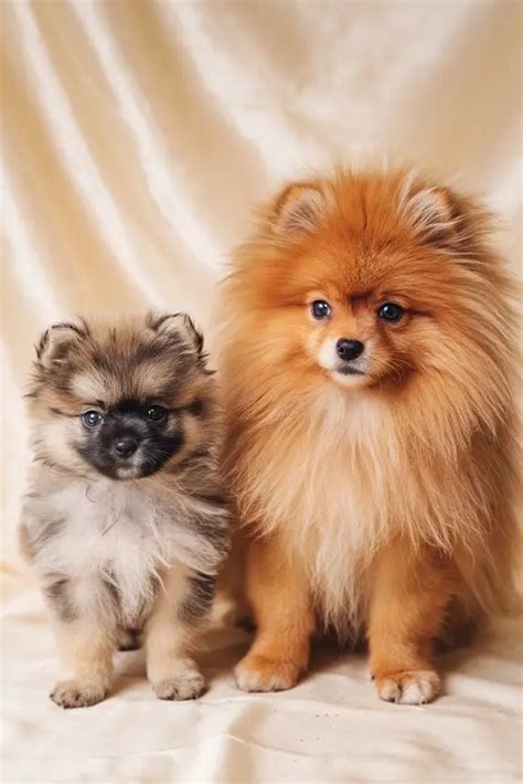 pomeranian coat  pretty pomeranian guide