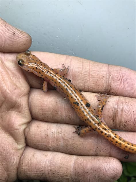 Cave Salamanders or Long Tailed Salamanders? | Caudata.org: Newts and