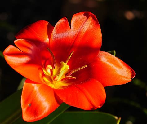 Free Images : blossom, flower, petal, bloom, pollen, spring, stamp ...