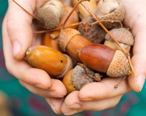 Crafting Essential Tools and Gear from Natural Resources