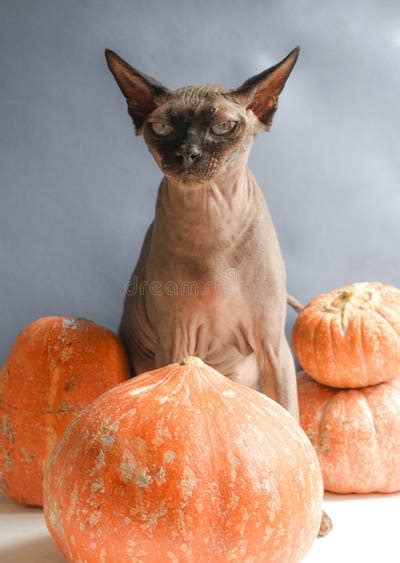 kale kat en hallown sphinx en thaws orange  halloween kat stock foto
