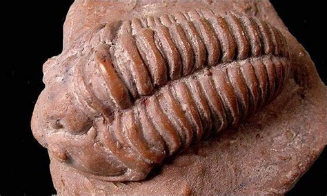 trilobite  cochise college geology