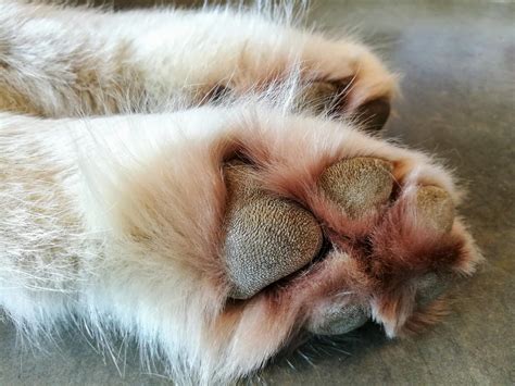 A Beginners Guide To Dog Paw Hyperkeratosis – The Dogington Post