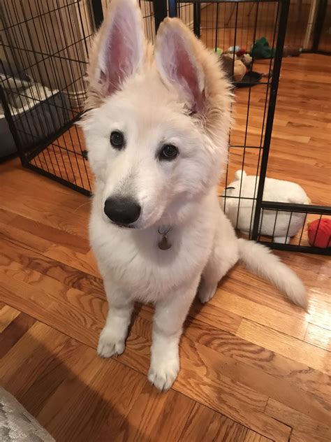 How Rare Are White German Shepherds