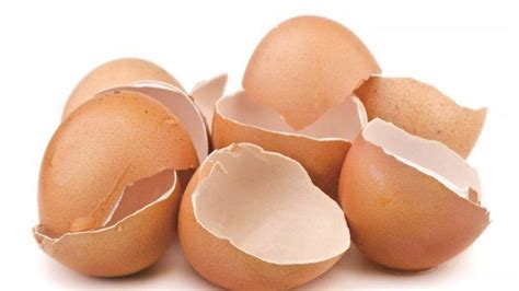 manfaat cangkang telur bagi tanaman berita seleb lifestyle