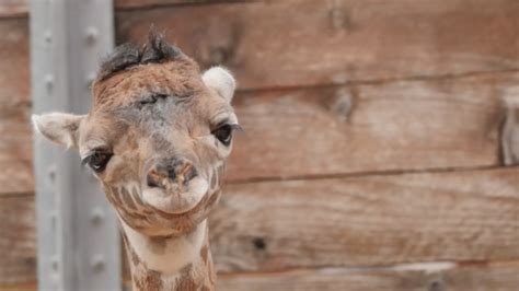 Houston Zoo welcomes new baby giraffe - ABC7 San Francisco