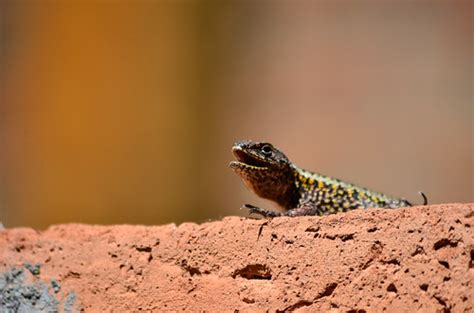 lagartija macarena haro flickr