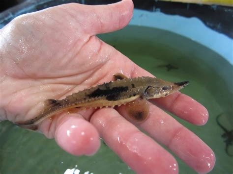 Black River sturgeon hatchery on display - Outdoor News