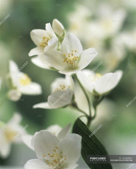 Closeup view of flowering jasmine plant — flora, floral - Stock Photo