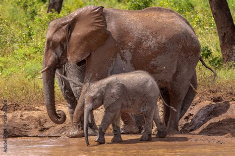 African bush elephant also known as the African savanna elephant ...