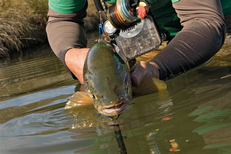 pointy  flylife magazine