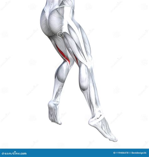 Back Upper Leg Human Anatomy Stock Illustration - Illustration of latae