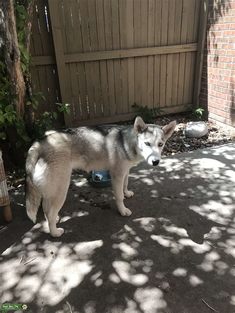 Female Siberian husky - Stud Dog in Colorado Denver , the United States | Breed Your Dog