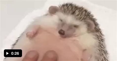 how to get small pets in gag
