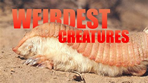 top  weirdest creatures   world youtube
