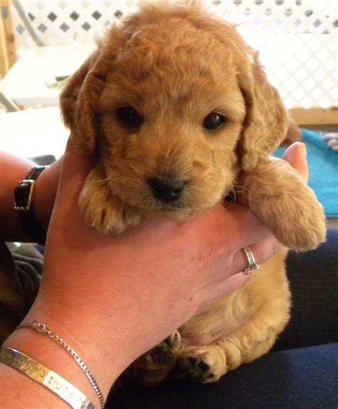 Red Goldendoodle Puppy 5 Weeks