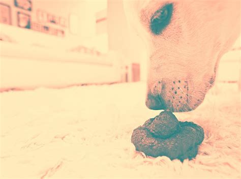 8 reasons your poop smells so bad – Artofit