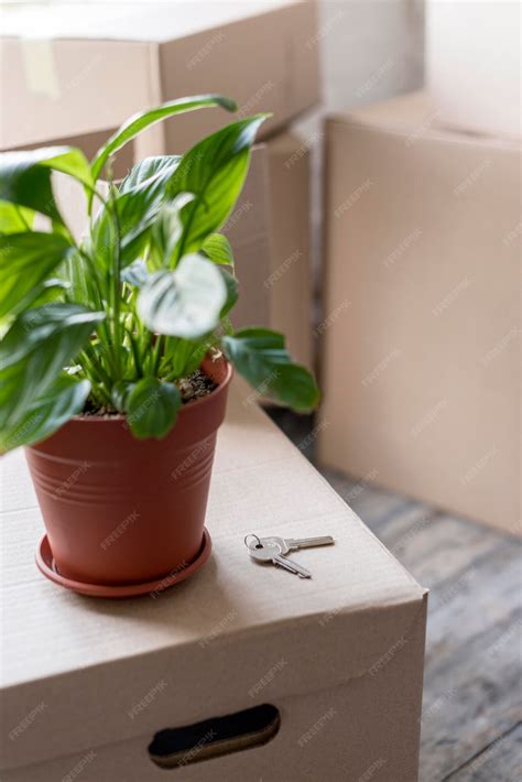 Free Photo | High angle of plant on boxes for moving day