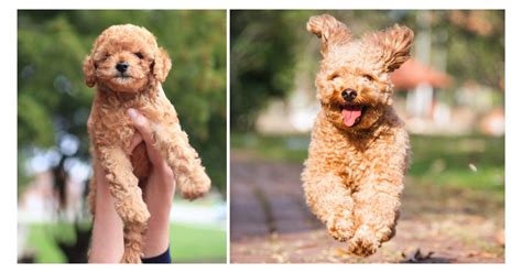 The Truth About Teacup Poodles and the Hidden Cost of Cuteness - Rocky ...