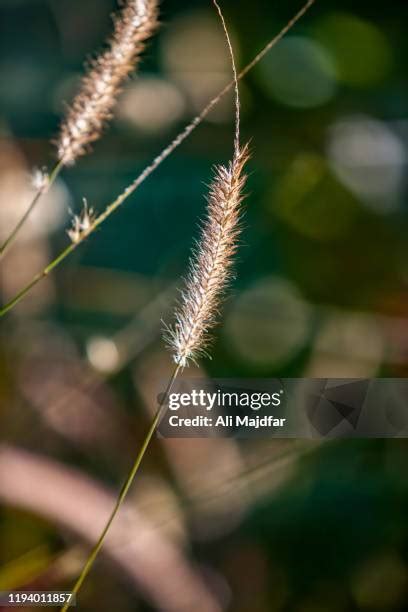 Foxtail Grass Photos and Premium High Res Pictures - Getty Images