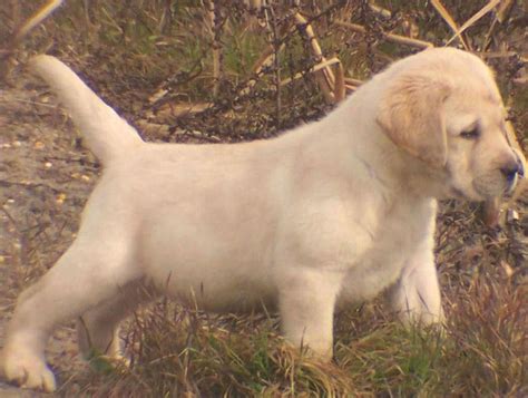 English Lab Puppies