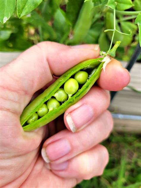 easy cool season vegetables  plant oak hill homestead