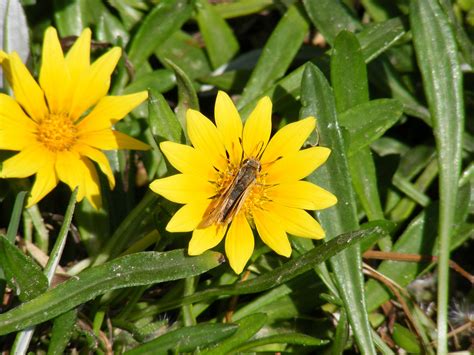 African Daisy Phoenix | [+] African Daissy Blog