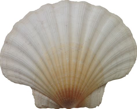 Морская раковина PNG