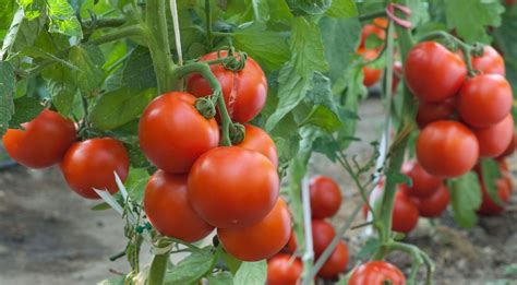 Complete Guide on How to Start Tomato Farming in Nigeria