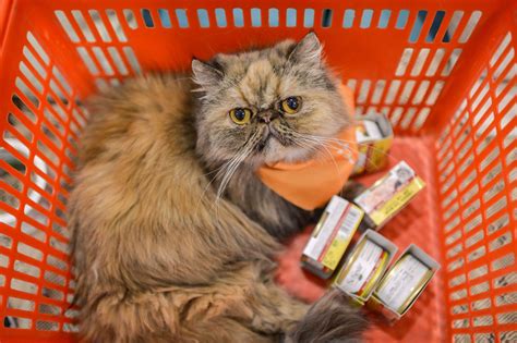 Pet Food Taster Qualifications at Ben Resch blog