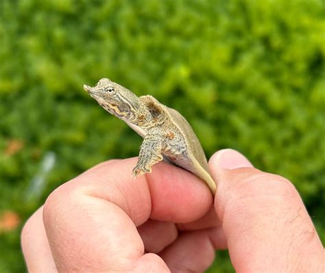 Baby Spiny Softshell Turtle – Scales and Tails of Ohio
