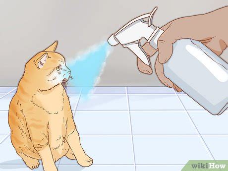 6 Ways to Take Care of a Cat - wikiHow