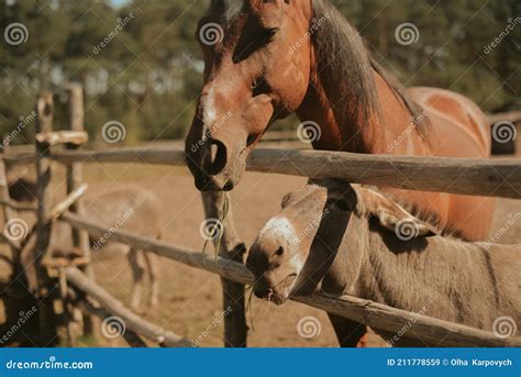 Cavalo Come O Burro - O Cavalo Na Fazenda Está Com O Burro Um Lindo Cavalo Marrom Em Um Dia ...