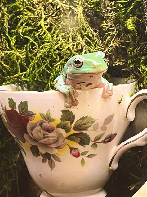 Tea leaf reading for 1 cricket 🦗 : r/frogs