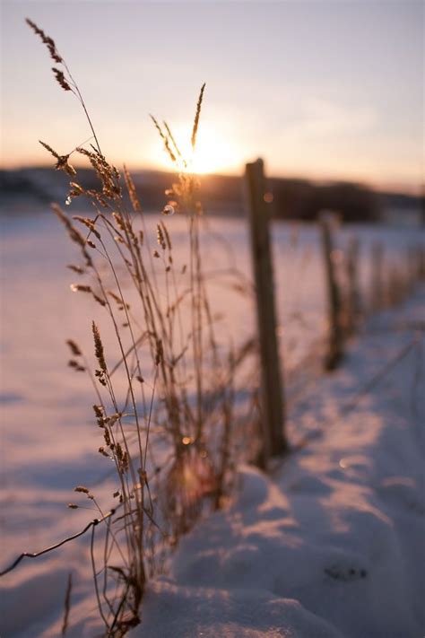 Winter sun | Winter scenery, Woods photography, Winter photography