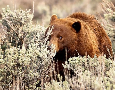 BLUE EYED BLACK BEAR - jimammonsphotography | Bear, Black bear ...