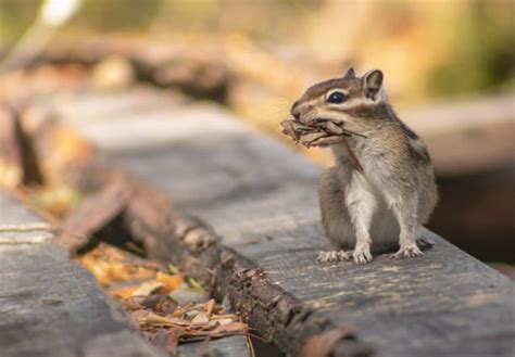 funny chipmunk  stock  pictures royalty