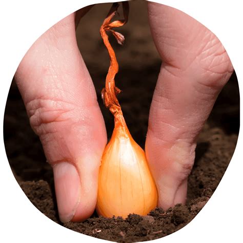 how long does onion sets take to grow