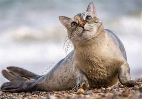 Коты – везде | FotoRelax