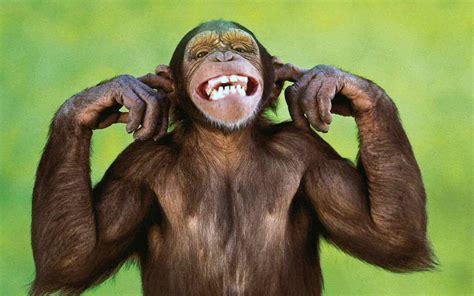 Monkey Funny Wallpapers - Wallpaper Cave