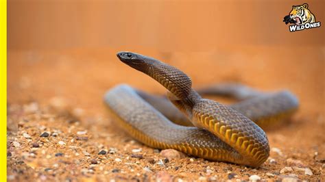 The Inland Taipan: Nothing More Dangerous! World's Most Venomous Snake ...