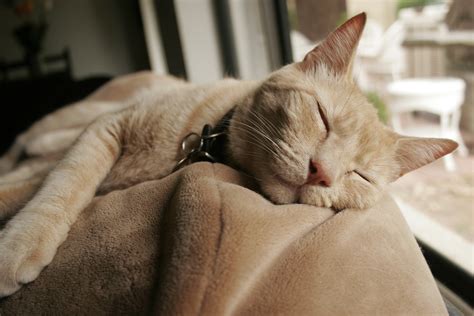 Cat Behaviour: Is Your Cat Snoring?
