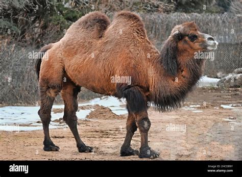 Bactrian Camel Standing, Two Humps Stock Photo - Alamy