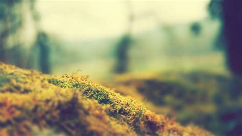 Nature Blur Wallpapers - Top Free Nature Blur Backgrounds - WallpaperAccess