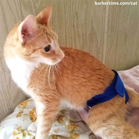diapers for cats 3